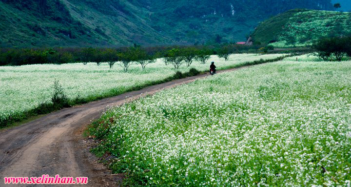 Mộc Châu đẹp tinh khôi mùa hoa cải trắng